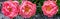 Closeup of three vibrant pink peony blooms as a banner