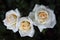 Closeup of three white roses `Honey Milk` in the rose garden.