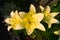 Closeup of three yellow lilies in the summer sunshine