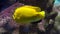 Closeup of a threespot angelfish swimming underwater, big vibrant yellow fish, tropical aquarium pets