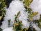 Closeup thuja with snow. Plant branch with white snow. Winter season evergreen plant