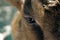 Closeup of a Tibetan goat