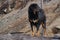 Closeup of Tibetan Mastiff dog in north China