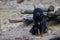 Closeup of Tibetan Mastiff dog in north China