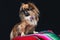 Closeup of a Tibetan spaniel on a colorful towel on the dark background