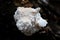 Closeup of a tiered tooth fungus (Hericium cirrhatum