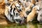 Closeup of Tiger in Captivity Drinking Water,