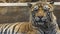 Closeup of a Tiger  - Intense Eyes