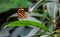 Closeup of a tiger longwing butterfly, tropical insect specie from mexico and peru