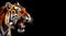 Closeup of a Tiger Roaring on a Black Background with Copy Space - Generative Ai