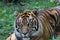 Closeup of a tiger`s face