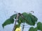 Closeup of a Tiger Spiketail Dragonfly