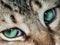 A closeup of a tiger-striped cat`s fantastic big green eyes.