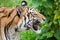 Closeup tiger in the zoo