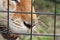 Closeup tigers face seen through cage