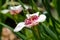 A closeup of Tigrida pavonia flower.