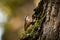 Closeup of a tiny beautiful Nuthatch bird on a mossy trunk of a tree