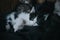 Closeup of a tiny black and white kitten on a blanket staring with blue eyes into the camera