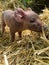 Closeup of a tiny brown baby piglet in the hay at a farm