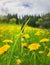 Closeup tiny bug climbing a green grass blade. Beautiful, natural spring scene on a yellow dandelion meadow. Vertical seasonal