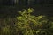 Closeup of a tiny growing spruce tree in a forest under the sunlight