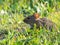 Closeup of a tiny mouse with large ears in green grass