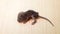Closeup of a tiny mouse sitting on the floor in a room
