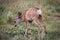 Closeup of a tiny mule deer fawn