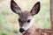 Closeup of a tiny mule deer fawn head