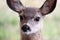 Closeup of a tiny mule deer fawn head