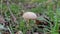 Closeup tiny poisonous mushroom growing through the foliage