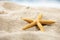 Closeup of a tiny starfish in the sand  on a tropical background of a palm tree and the ocean