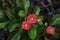 Closeup on tiny Vivid red color euphorbia milii des moul flower