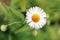 Closeup on the Tiny White Flower of the Golden Maurgarite Anthemis Daisy