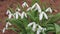 Closeup of the tiny white flowers of Snowdrop, a hardy perennial plant also known as Galanthus nivalis