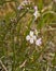 Closeup of tiny white wild radish flowers - Raphanus raphanistrum.