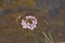 Closeup of tiny white wild radish flowers - Raphanus raphanistrum.