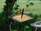 Closeup of tiny wild birds, brown grey small birds and bright yellow finches, eating seed from a metal spiked tray in the garden