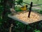 Closeup of tiny wild birds, brown grey small birds and bright yellow finches, eating seed from a metal spiked tray in the garden