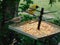 Closeup of tiny wild birds, brown grey small birds and bright yellow finches, eating seed from a metal spiked tray in the garden