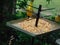 Closeup of tiny wild birds, brown grey small birds and bright yellow finches, eating seed from a metal spiked tray in the garden