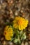 Closeup of tiny wildflower blooming in desert on native plant