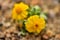 Closeup of tiny wildflowers blooming in desert on native plant