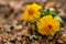 Closeup of tiny wildflowers blooming in desert on native plant