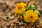 Closeup of tiny wildflowers blooming in desert on native plant