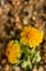 Closeup of tiny wildflowers blooming in desert on native plant