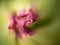 Closeup of tip of tulip flower, just starting to open. Abstract background, narrow depth of field.