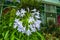 Closeup to African Lily/ Agapanthus/ Lily of the Nile/ Agapanthus Headbourne Hybrids/ Agapanthaceae