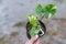 Closeup to Alocasia macrorrhizos Black Stem varigated in the pot