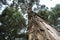 Closeup to a beautiful big eucalyptus tree with detailed brown steam